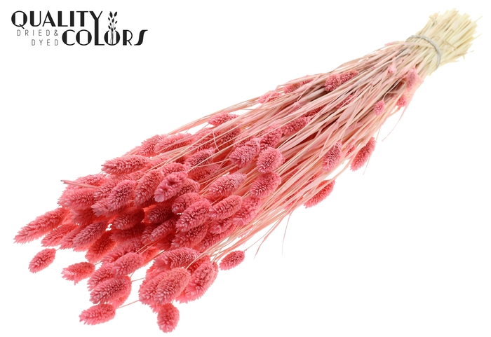 <h4>Phalaris per bunch Bleached Pink</h4>