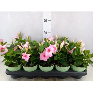 Mandevilla  'Sundavil Dbl Blush Pk'