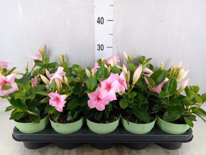<h4>Mandevilla  'Sundavil Dbl Blush Pk'</h4>