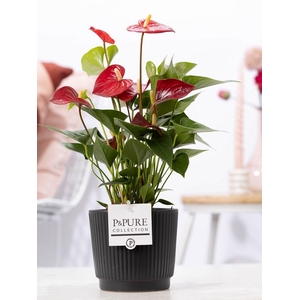 Anthurium red (Micra) in P&PURE Liv ceramics matt black