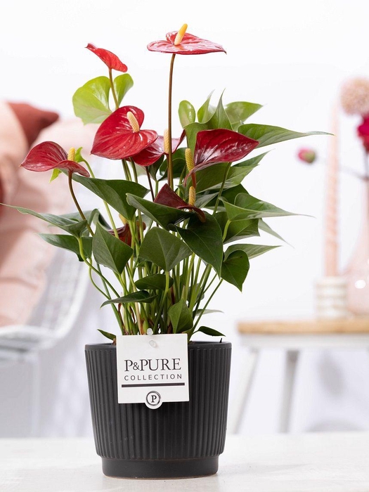 <h4>Anthurium red (Micra) in P&PURE Liv ceramics matt black</h4>