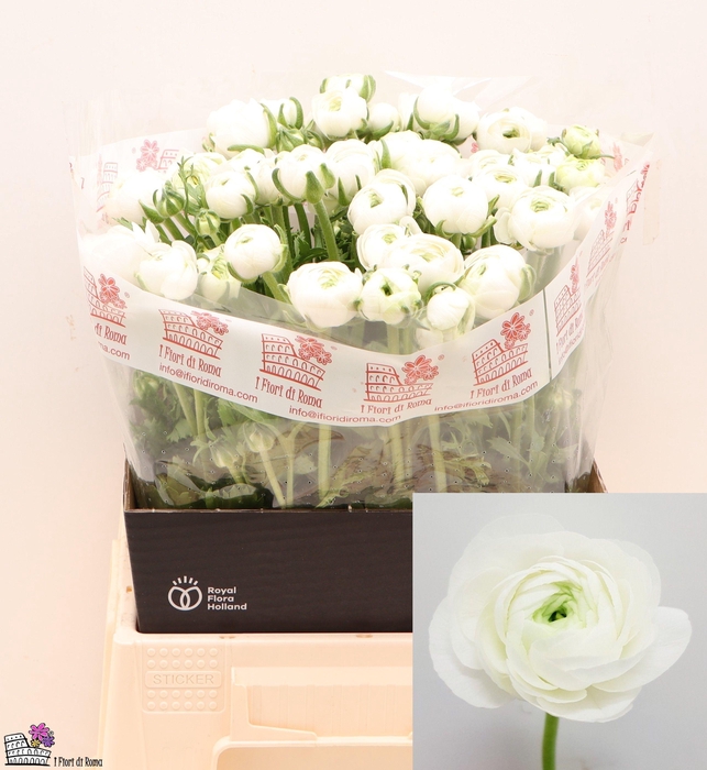 <h4>RAN EL WHITE</h4>