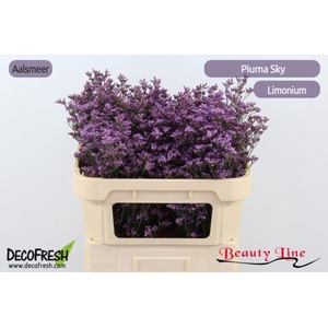 LIMONIUM SAFORA PINK SKY LIM PIUMA