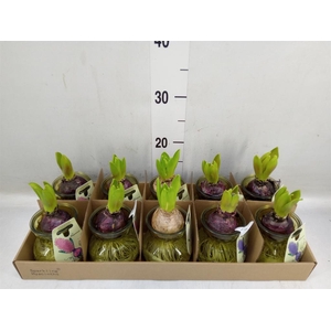 Planten  ..in schaal L%