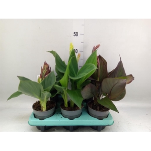 Canna  'Cannova'   ...mix