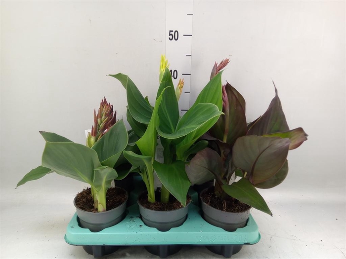 <h4>Canna  'Cannova'   ...mix</h4>