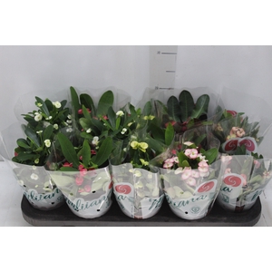 EUPHORBIA MILII MILIIANA P11