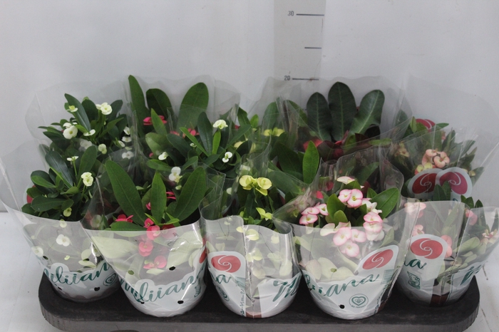 <h4>EUPHORBIA MILII MILIIANA P11</h4>