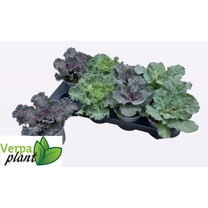 BRASSICA (SIERKOOL)