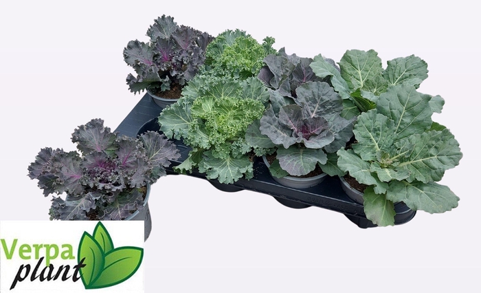 <h4>BRASSICA (SIERKOOL)</h4>