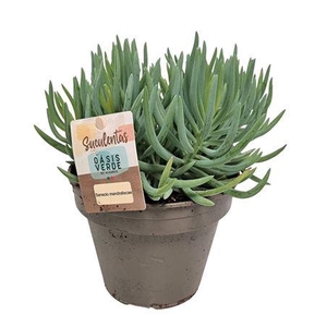 Senecio Mandraliscae