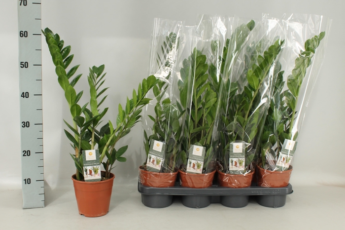 <h4>ZAMIO ZAMIIFOLIA P14</h4>