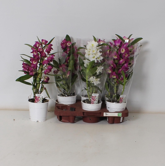 <h4>DENDR N GEM</h4>