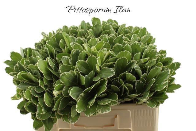 <h4>PITTOSP TO ILAN</h4>