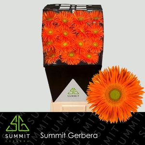 Gerbera Spider Yari Diamond