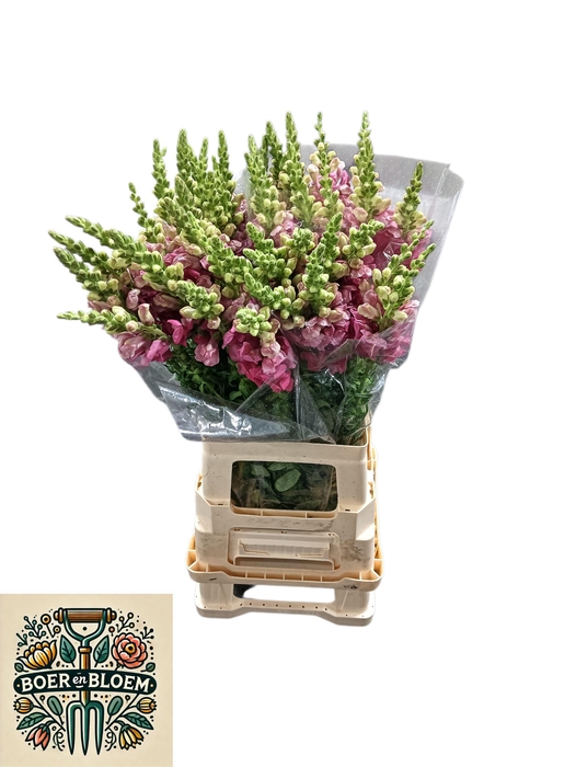 <h4>ANTIR ANTIBES PINK</h4>