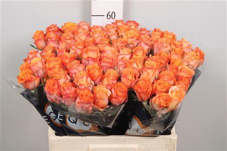 <h4>R Gr Twilight</h4>