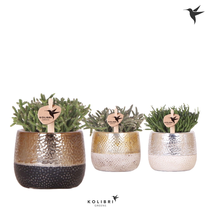 <h4>Kolibri Greens Rhipsalis mix in Elite pot mix</h4>