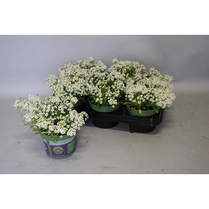 Lobularia White