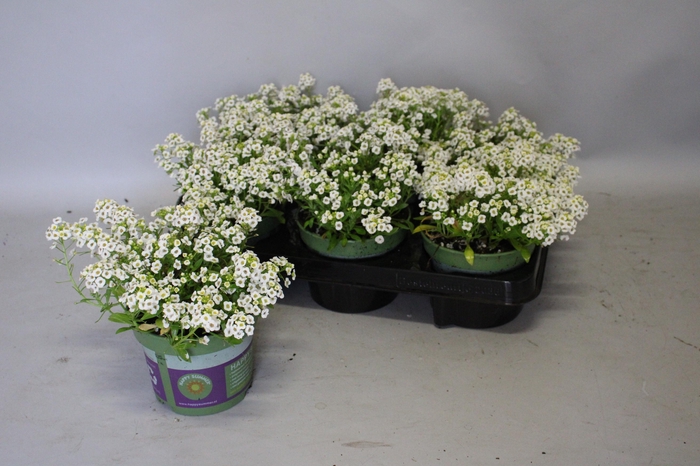<h4>Lobularia White</h4>
