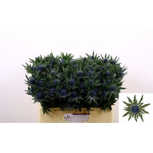 ERYNGIUM AQUARIUS QUESTAR