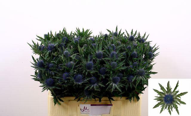 <h4>ERYNGIUM AQUARIUS QUESTAR</h4>