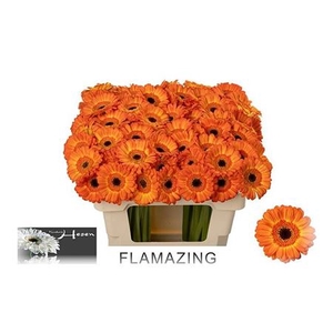 Ge Mi Flamazing