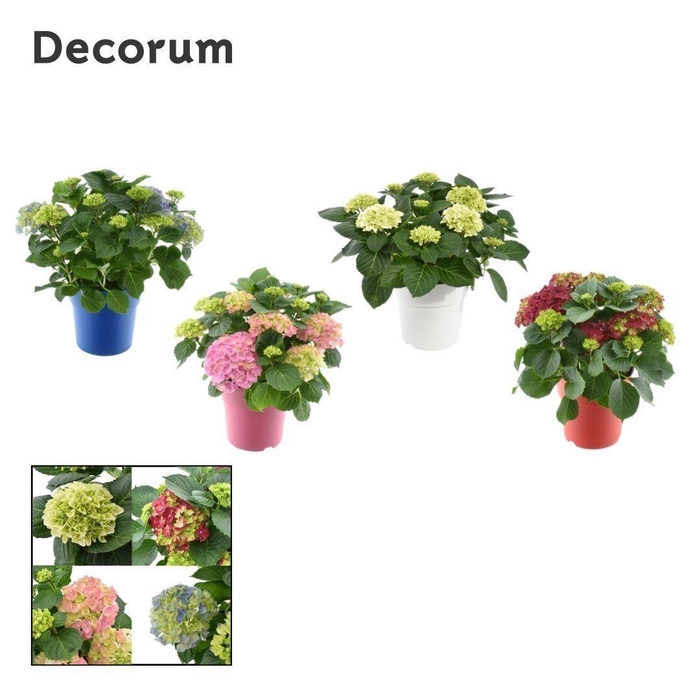 <h4>Hydrangea Bol 7 - 12 kop in gekleurde sierpot (Decorum)</h4>