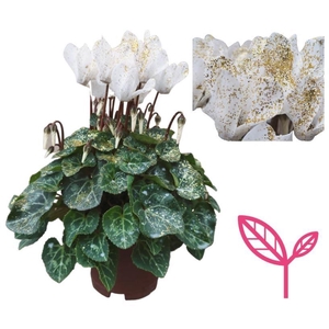 Cyclamen SPARKLE WHITE