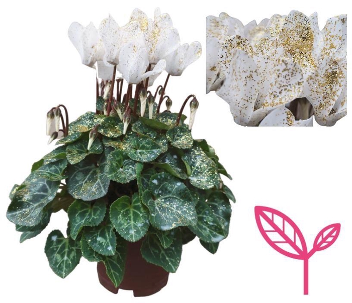 <h4>Cyclamen SPARKLE WHITE</h4>