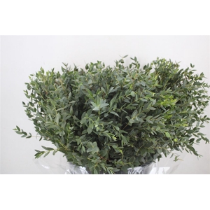 Euca Parvifolia Short 300gr P Bunch