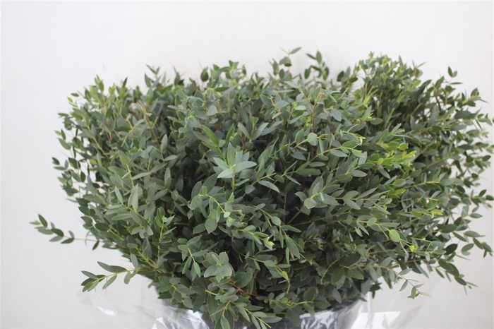<h4>Euca Parvifolia Short 300gr P Bunch</h4>