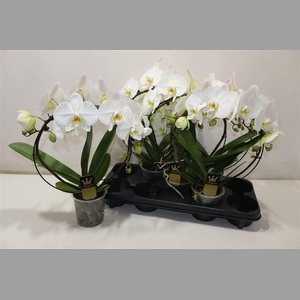 Phal El Cascade Mirror