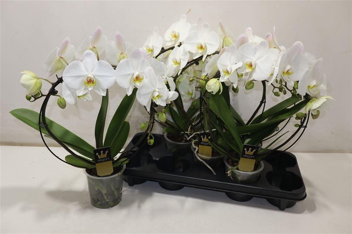 <h4>Phal El Cascade Mirror</h4>