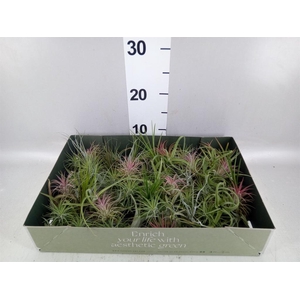 Tillandsia