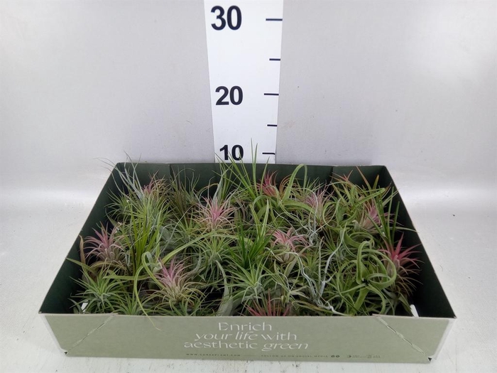 <h4>Tillandsia</h4>