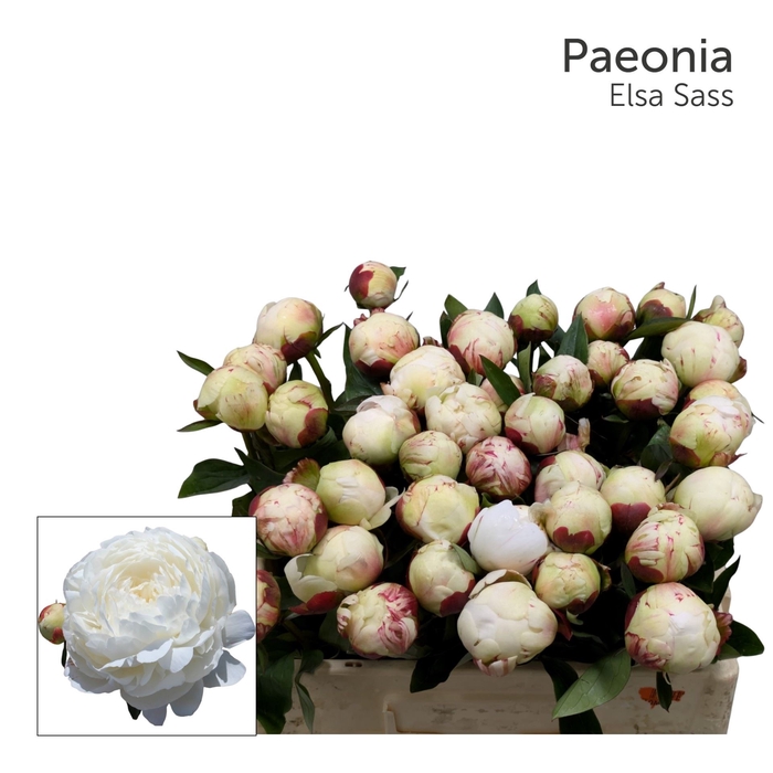 <h4>PAEONIA LACT. 'ELSA SASS'</h4>