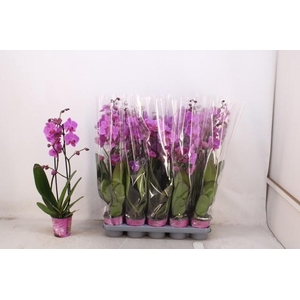 PHAL AN PASADENA