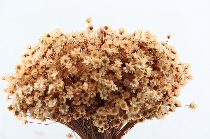 <h4>Dried Glixia Salmon Bunch</h4>