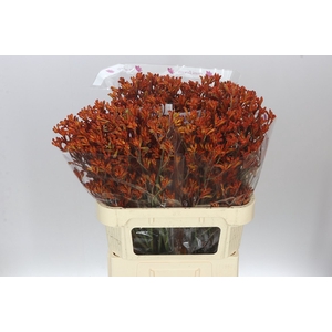 Anigozanthos Orange Fever