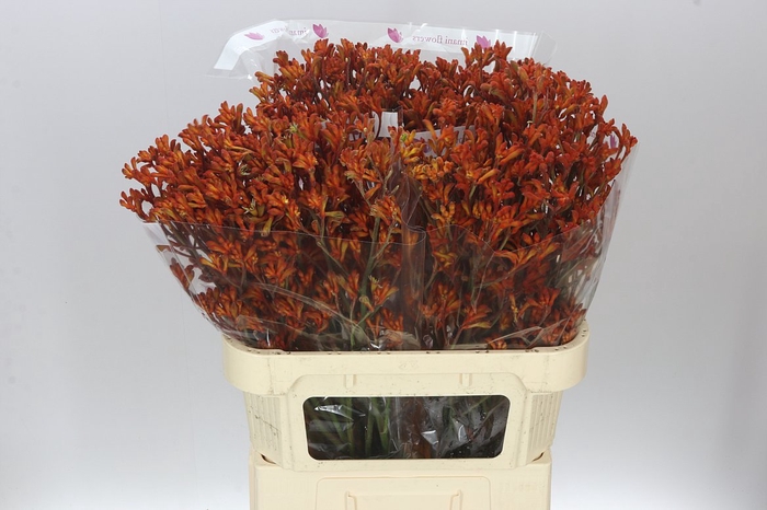 <h4>Anigozanthos Orange Fever</h4>