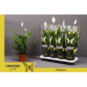 Spathiphyllum Sweet Chico 13Ø 55cm 4fl