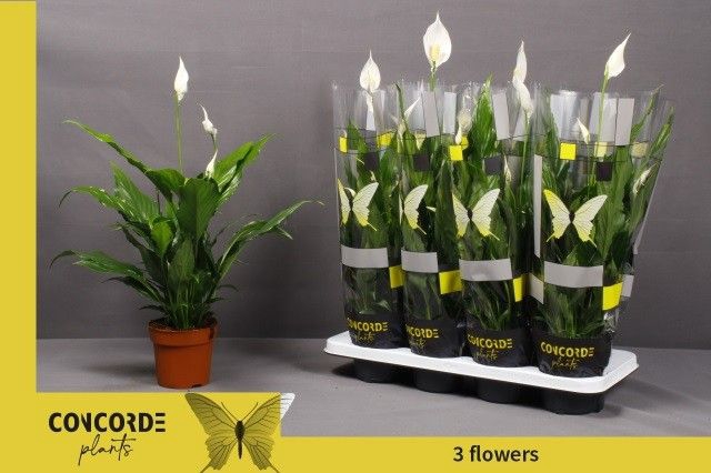 Spathiphyllum Sweet Chico 13Ø 55cm 4fl