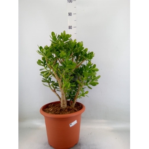 Crassula ovata