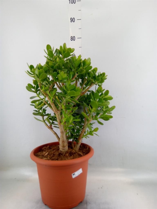 <h4>Crassula ovata</h4>