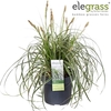 Carex oshimensis