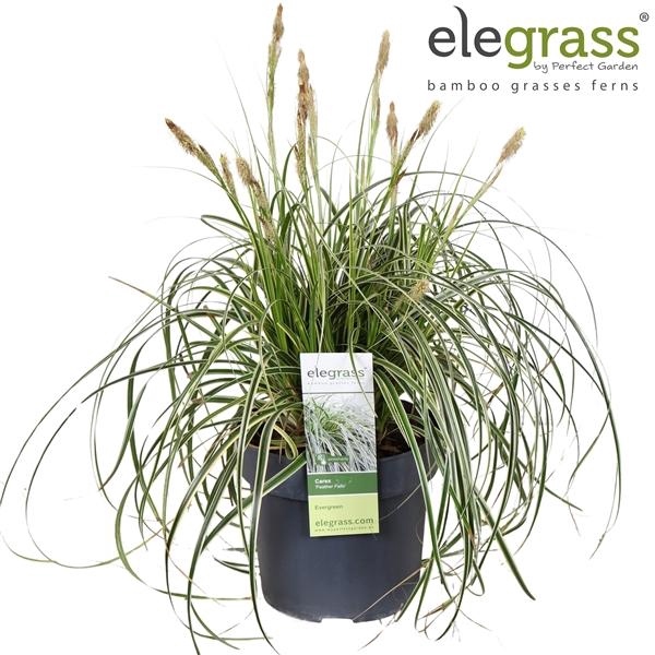 Carex oshimensis