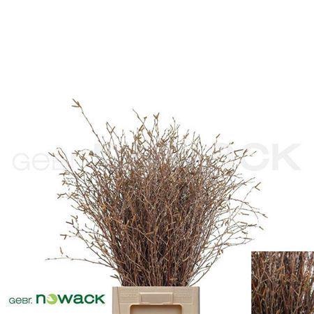 <h4>Betula 60 Cm</h4>