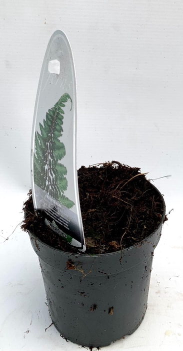 <h4>Athyrium niponicum</h4>