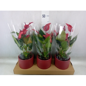 Anthurium  'Banderola Lava'